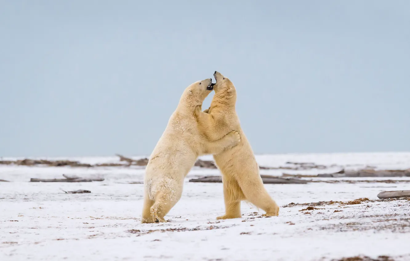 Фото обои природа, Battle, Polar Bear