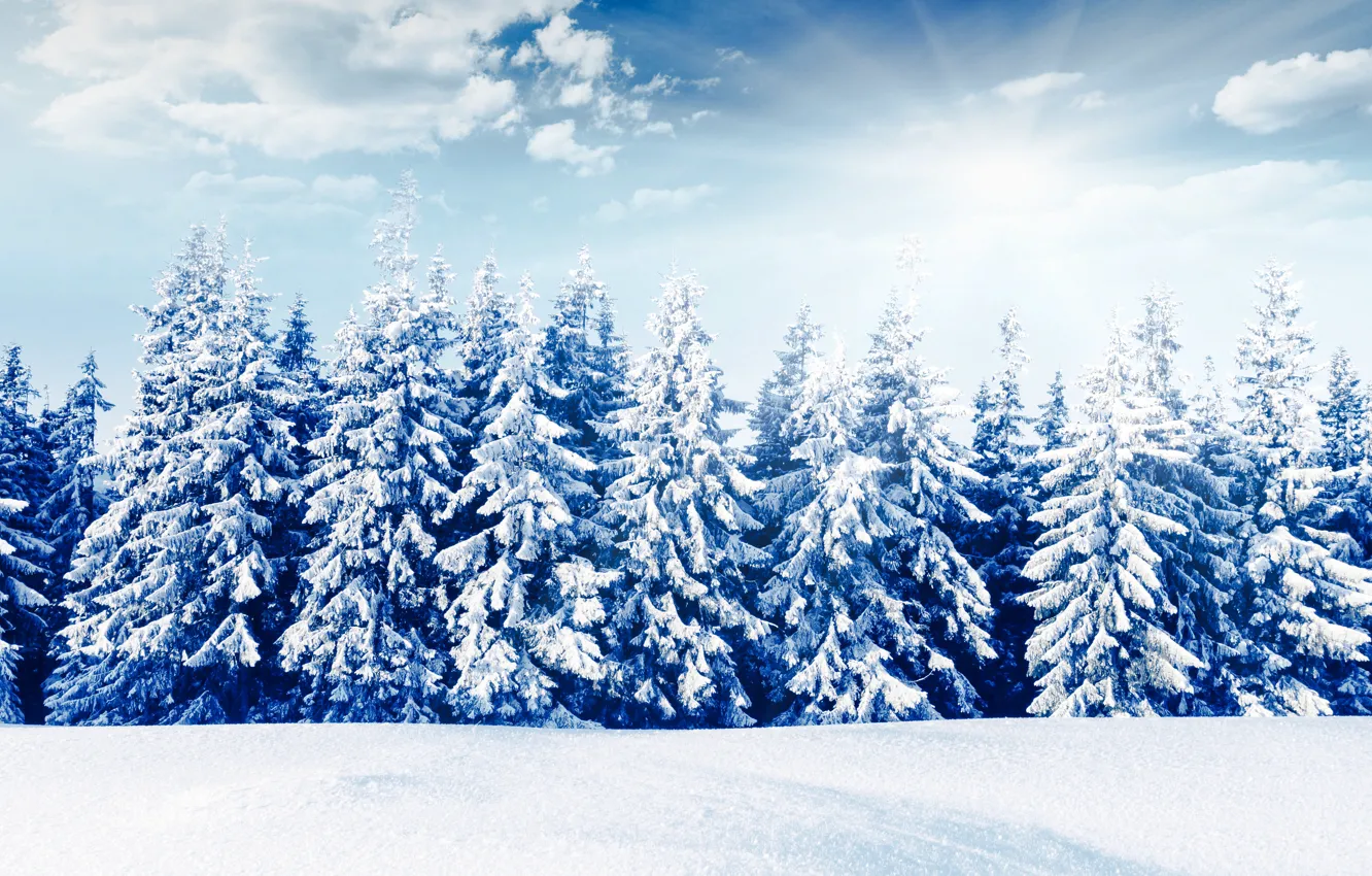 Фото обои зима, лес, солнце, снег, природа, елки