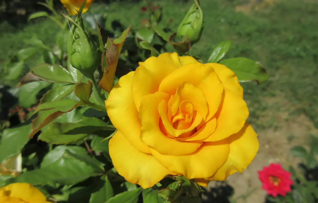 Фото обои лето, роза, жёлтая