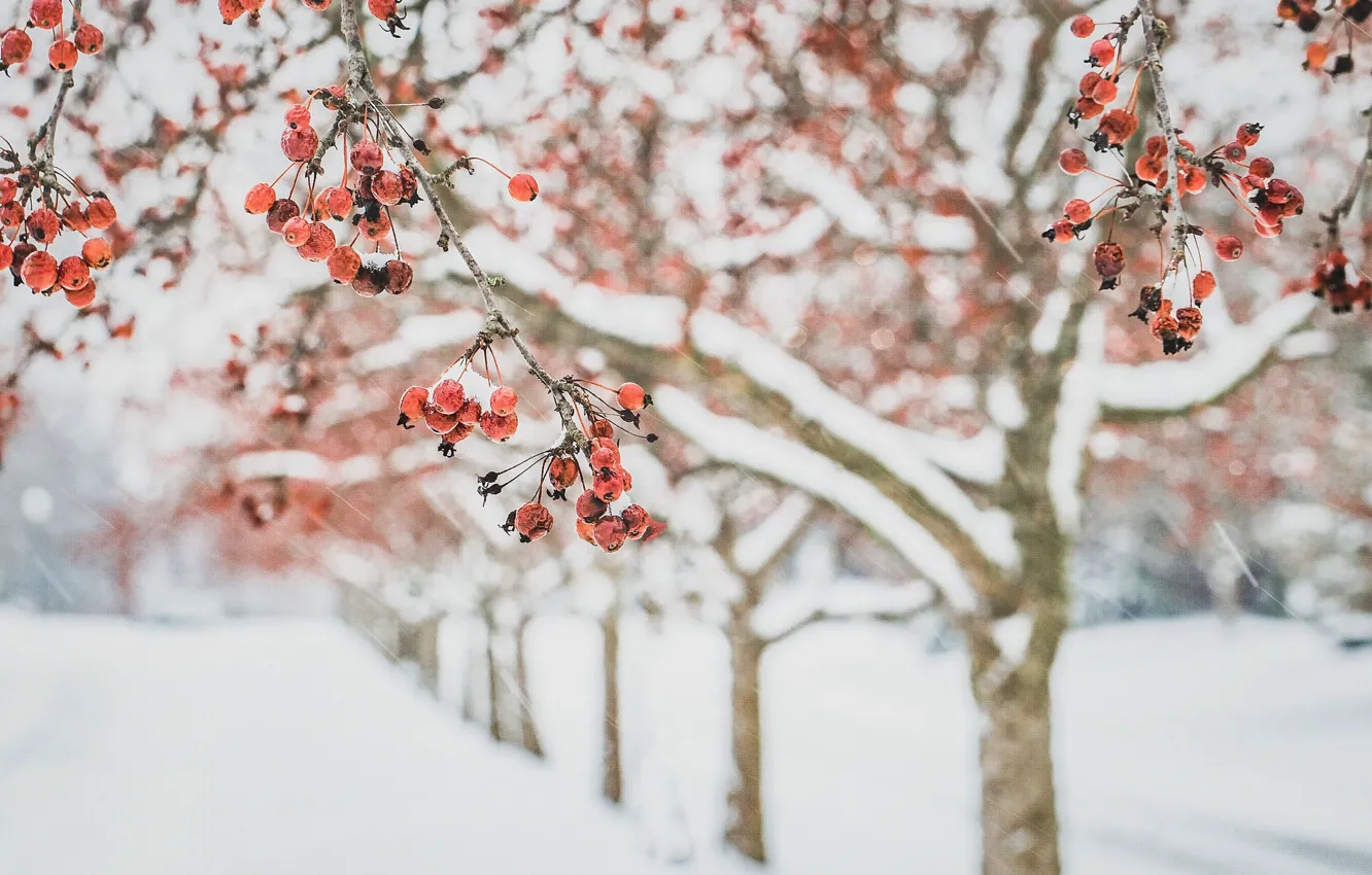 Фото обои зима, яблоки, сад