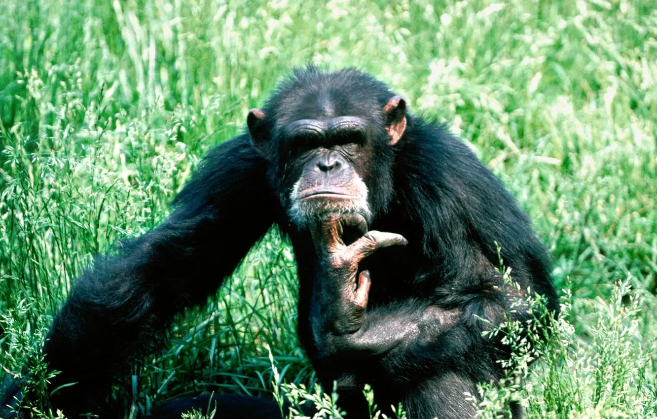 Фото обои Трава, Шимпанзе, Думает