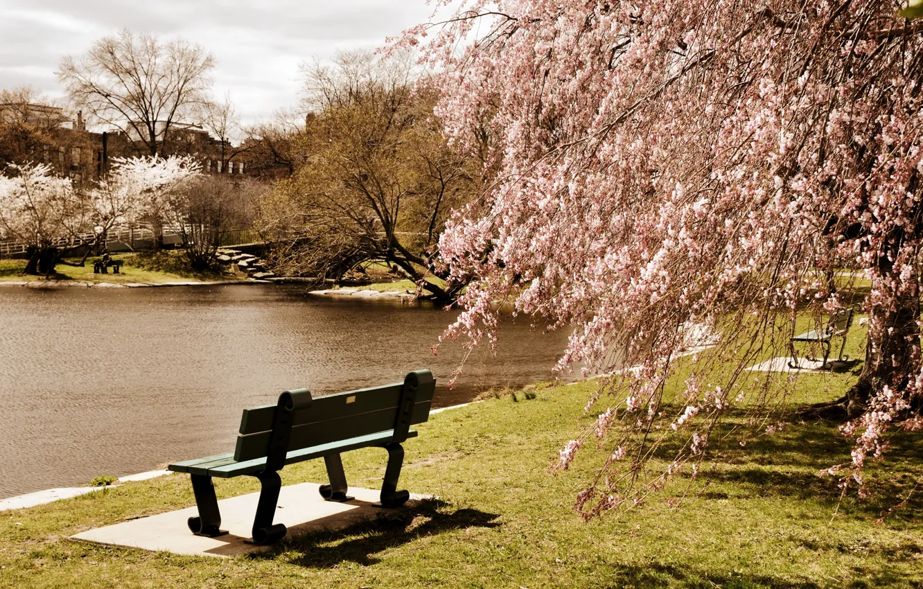 Фото обои деревья, скамейка, пруд, парк, США, Boston, Massachusetts