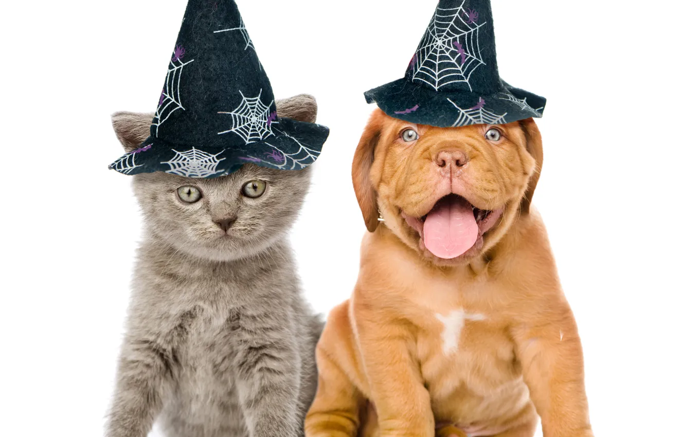 Фото обои котенок, собака, шляпа, halloween, kitten, dog, Бордоский дог