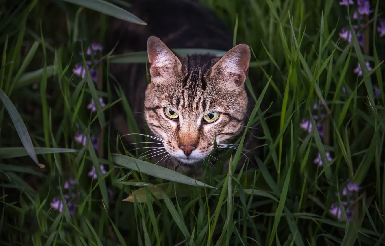 Фото обои трава, кот, взгляд, морда, бенгальский кот