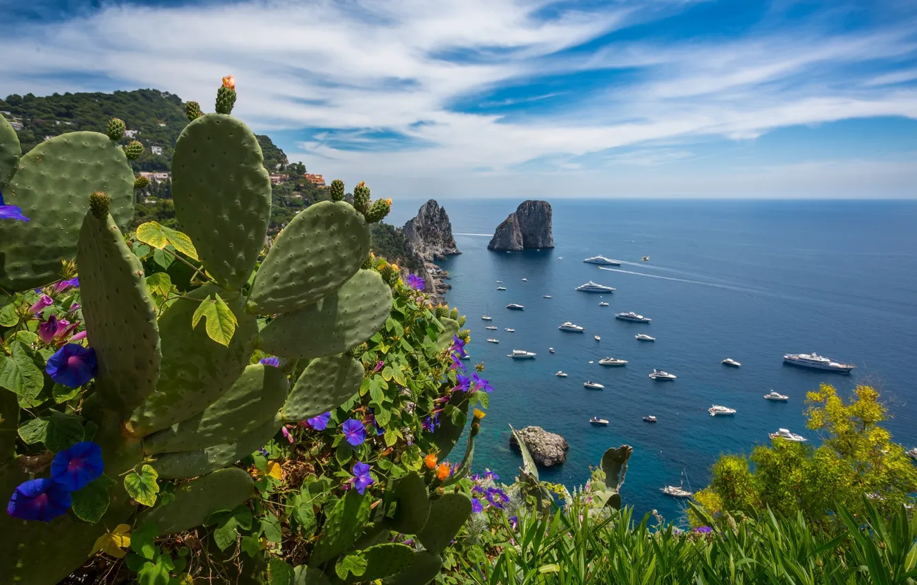 Фото обои море, лето, цветы, яхты, кактус, Италия, Капри