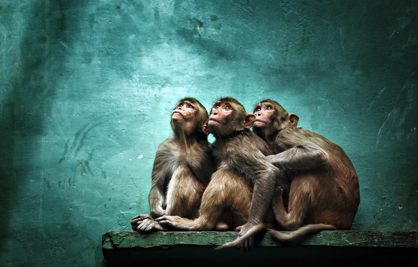 Фото обои фон, обезьяны, зоопарк