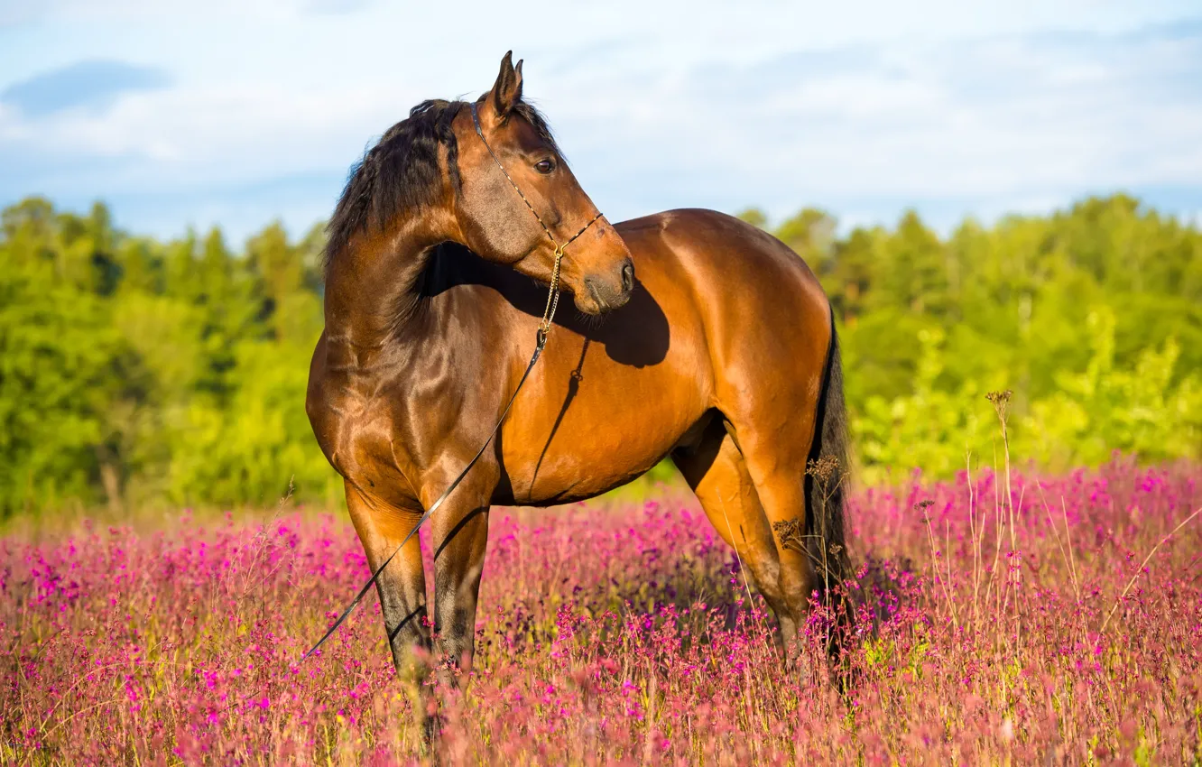Фото обои поле, лес, лето, цветы, конь, лошадь, коричневый, солнечно