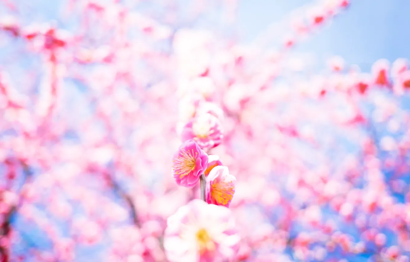 Фото обои фон, сакура, цветение