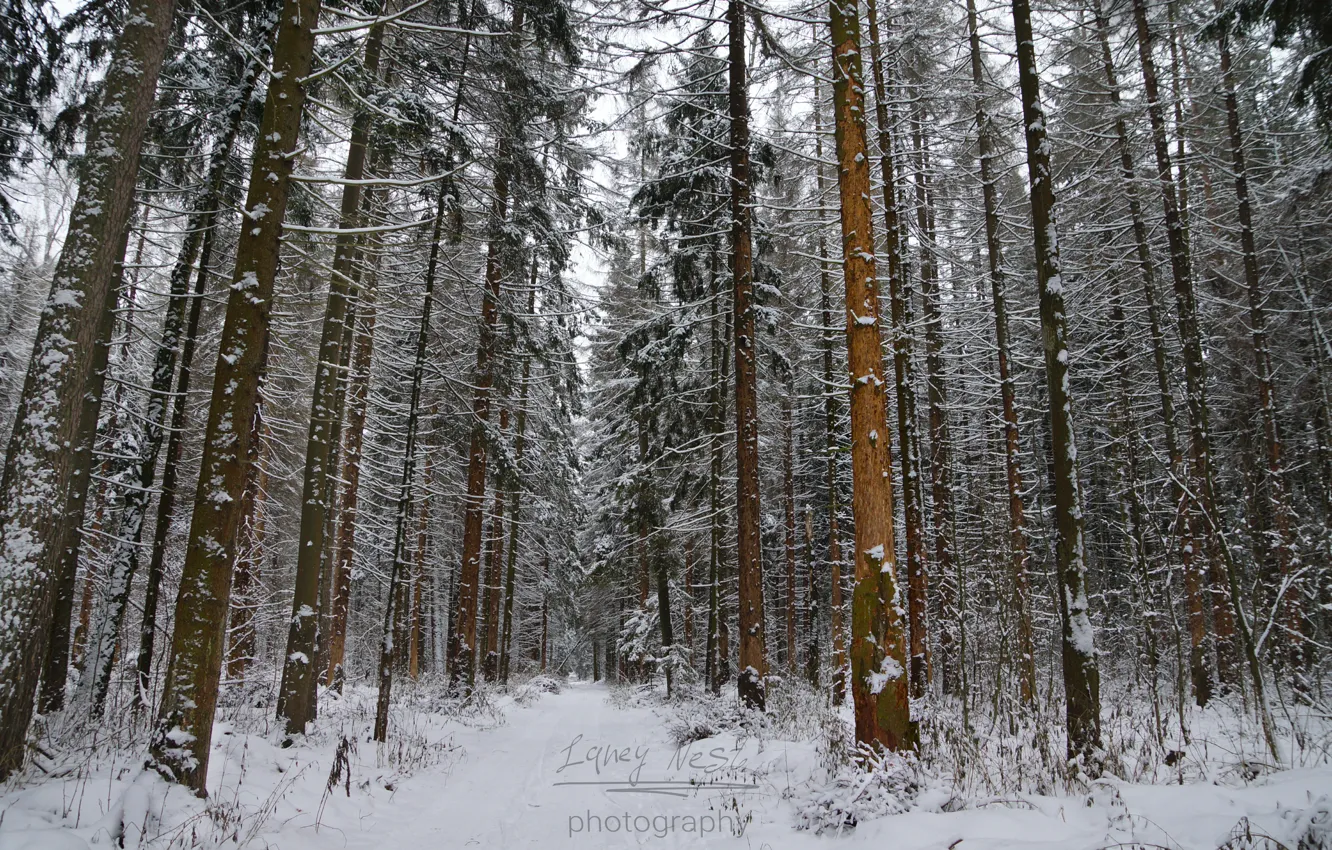 Фото обои green, white, christmas, forest, road, trees, snow, russia