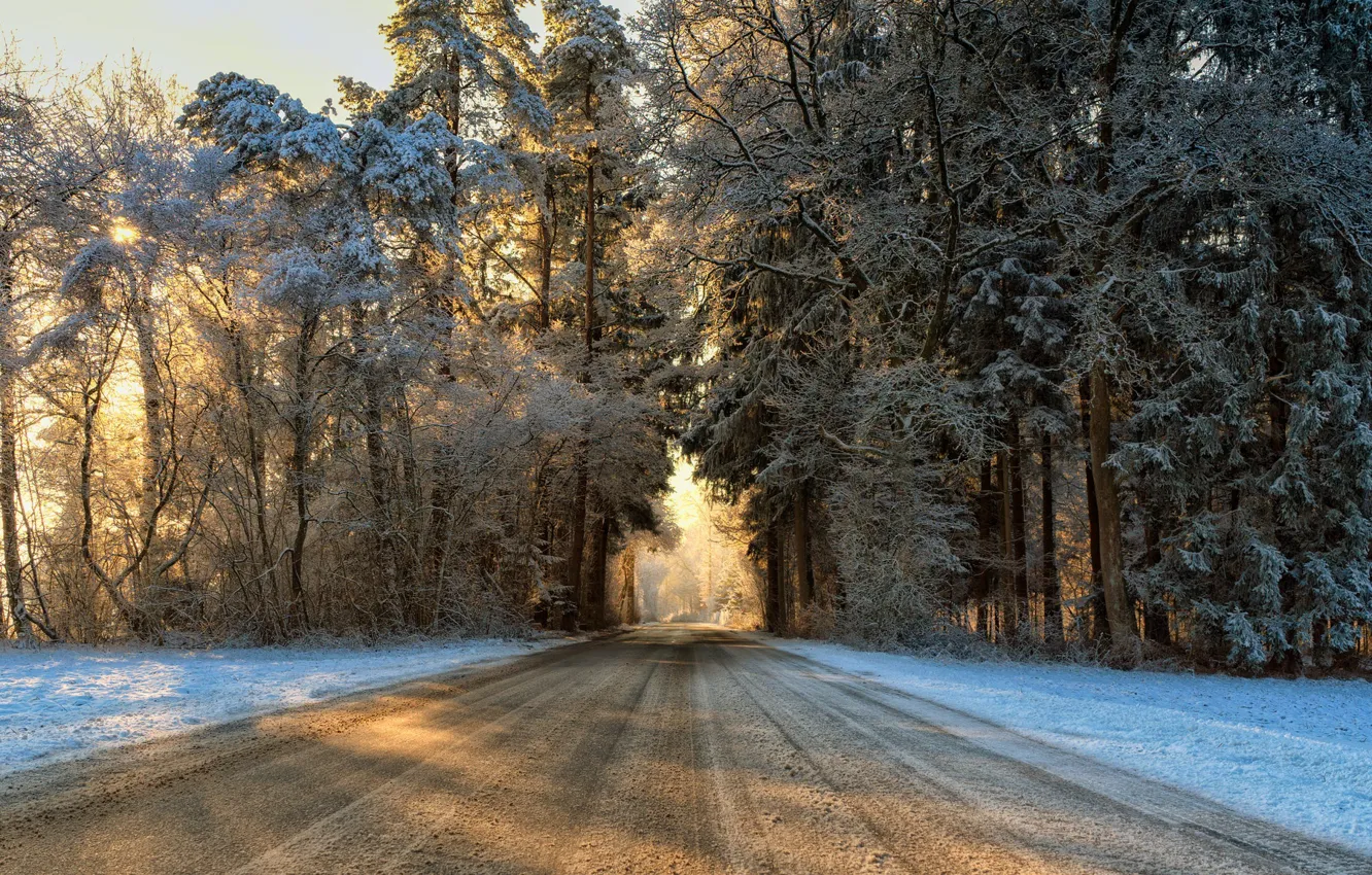 Фото обои зима, дорога, лес, утро