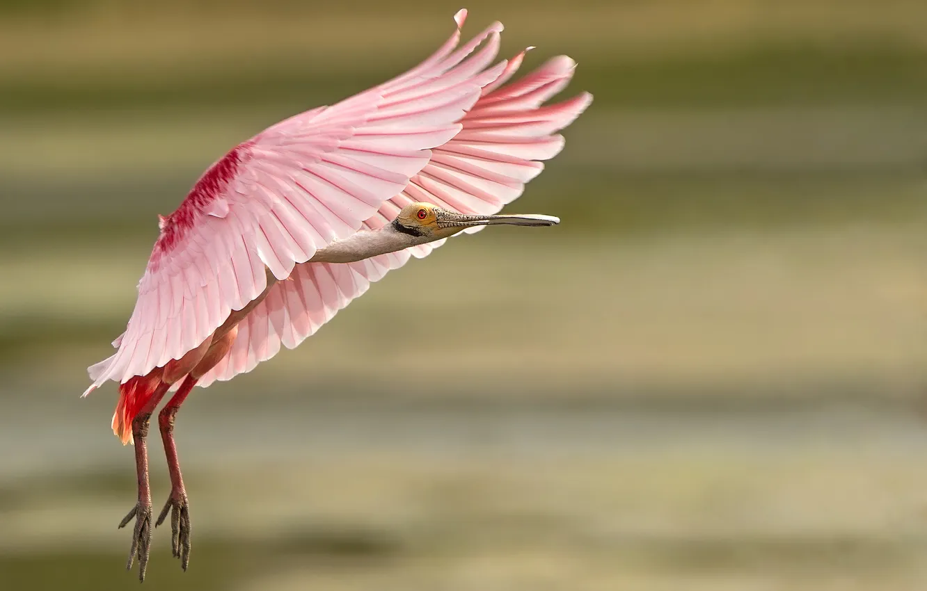 Фото обои розовый, птица, перья, посадка, оперение