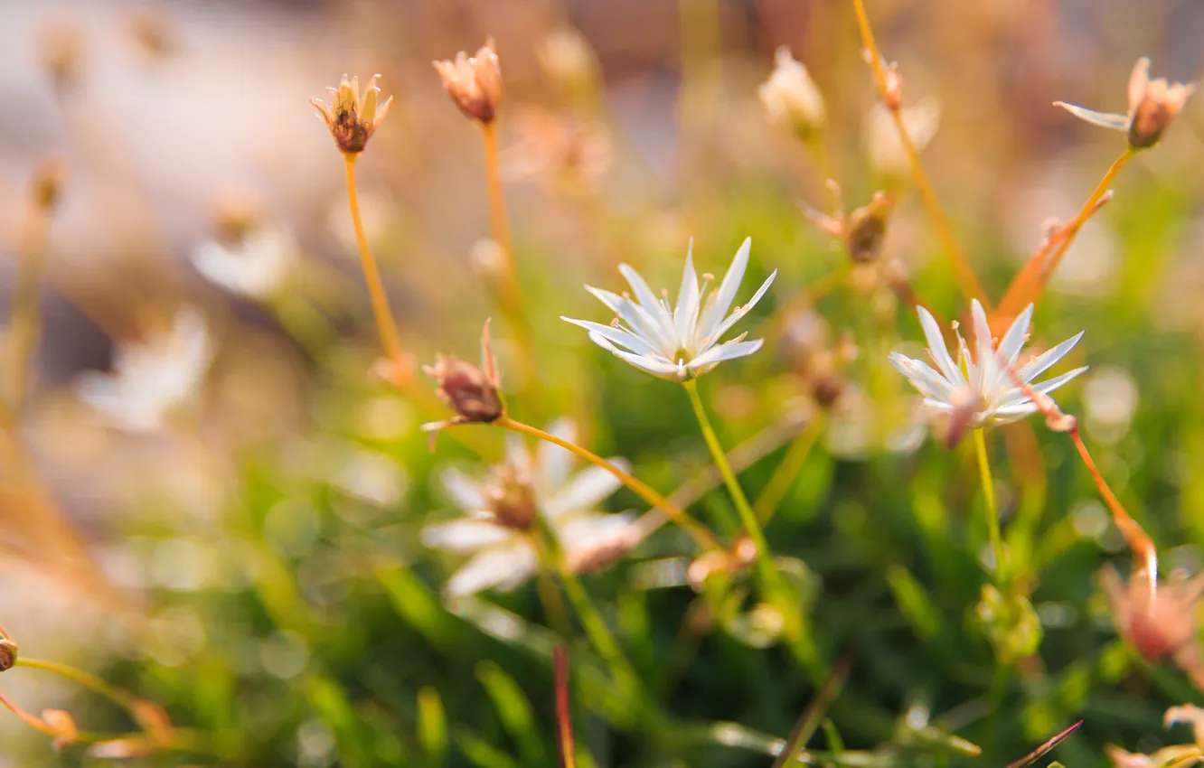 Фото обои трава, цветы, блики, размытость, белые