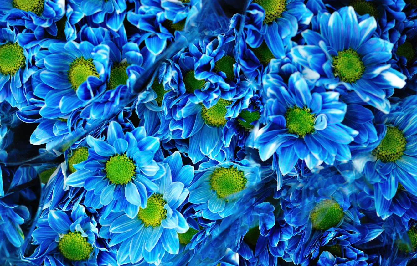 Фото обои букет, Blue, синие, хризантемы, Chrysanthemums