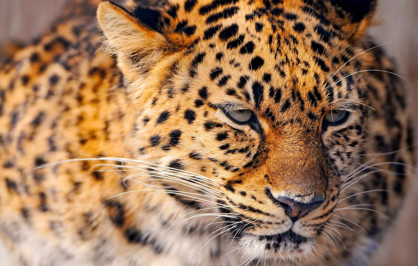 Фото обои портрет, леопард, большая кошка