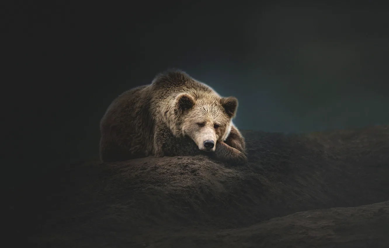Фото обои морда, темный фон, отдых, сон, обработка, медведь, мишка, спит