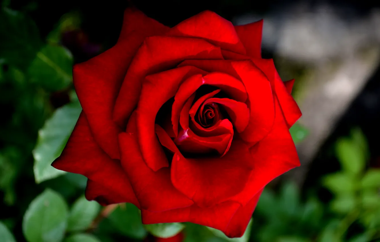 Фото обои роза, красивый цветок, крассная роза
