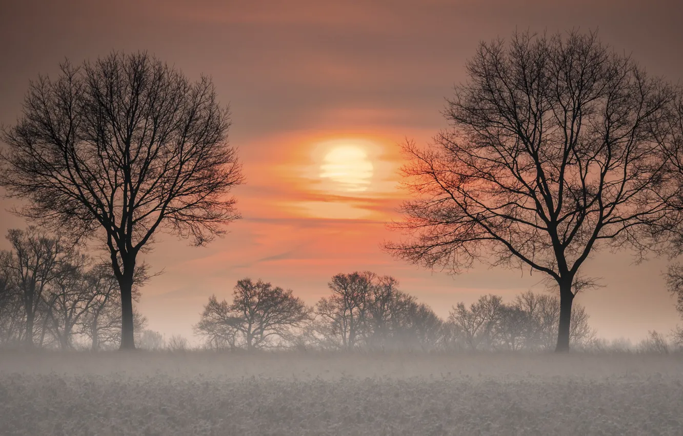Фото обои деревья, закат, туман