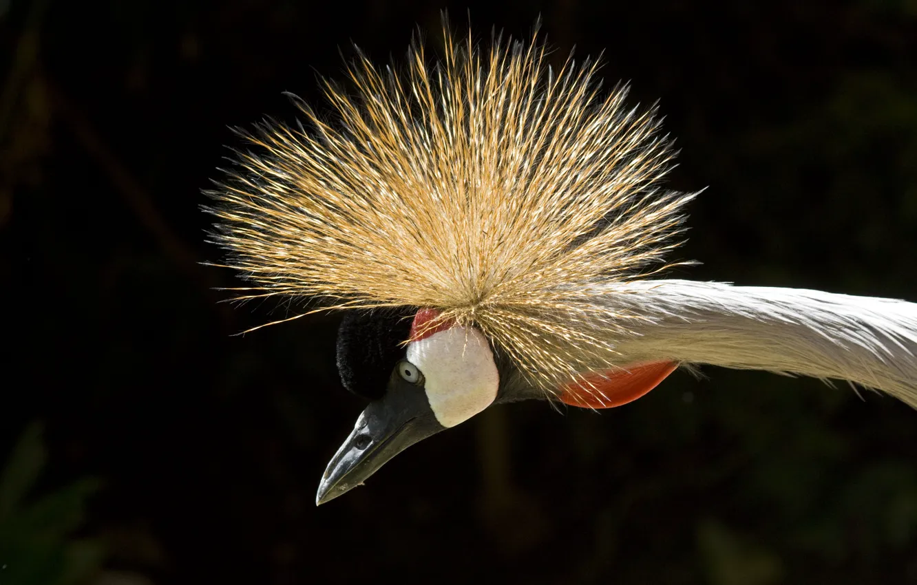 Фото обои глаз, eye, neck, Африканский венценосный журавль, african crowned crane, шеи