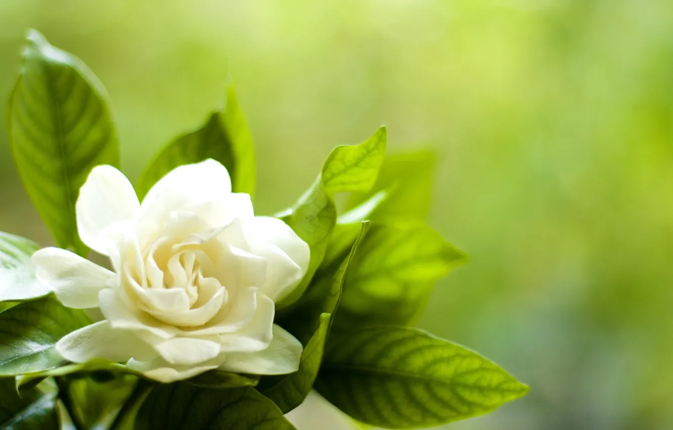 Фото обои белый, цветок, листья, лепестки, гардения