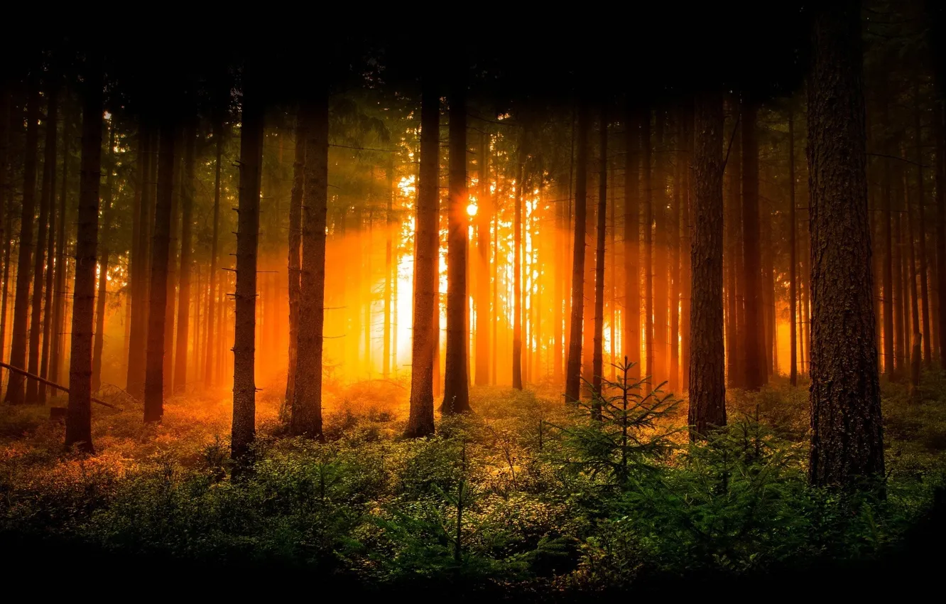 Фото обои forest, trees, nature, sunbeam, pines