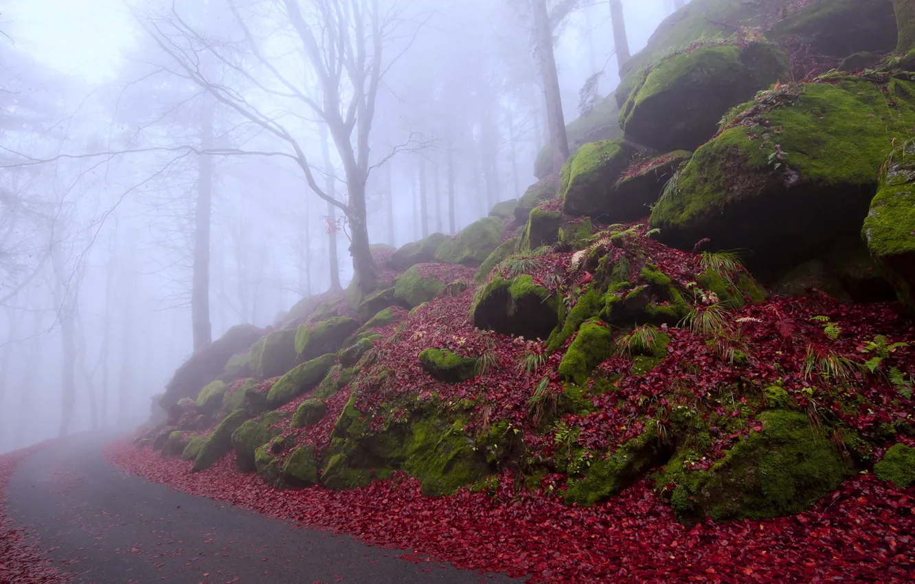 Фото обои trees, fog, life and death, enigma