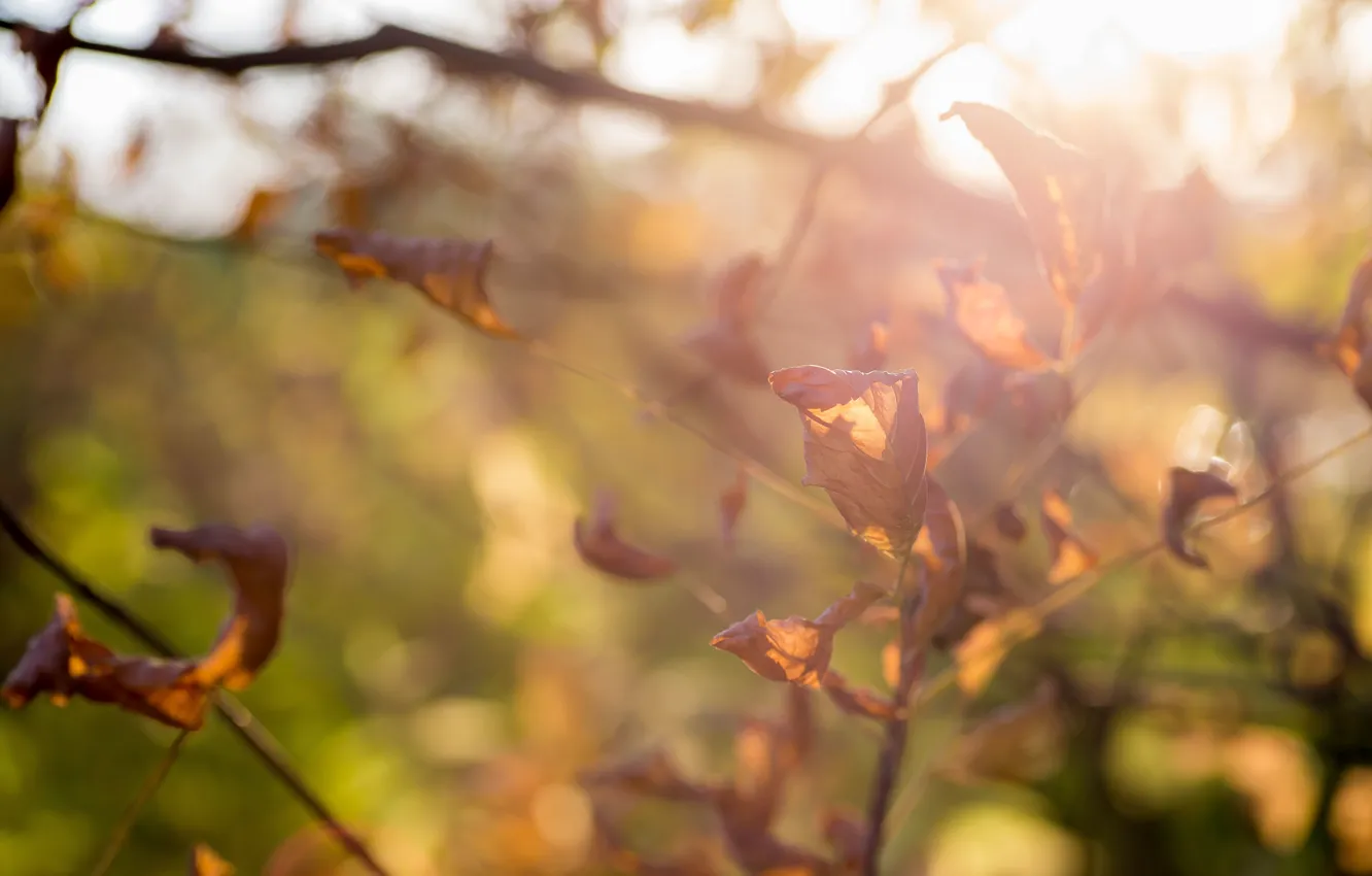 Фото обои осень, листья, красиво, ярко