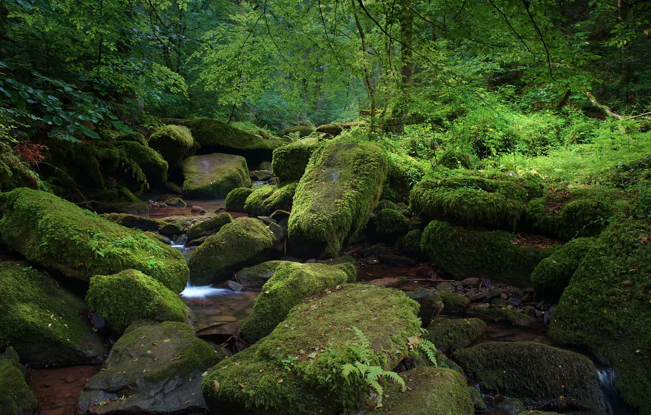 Фото обои лес, природа, ручей, камни, мох