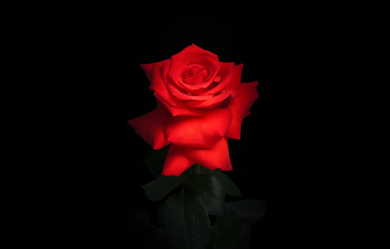 Фото обои red, rose, red rose, black background