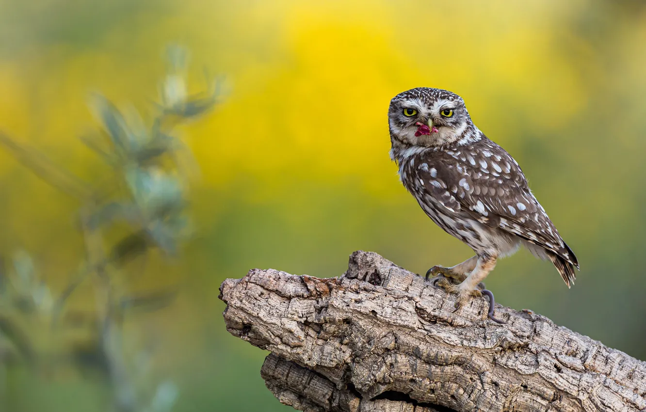 Фото обои фон, сова, птица, пень, добыча, сыч