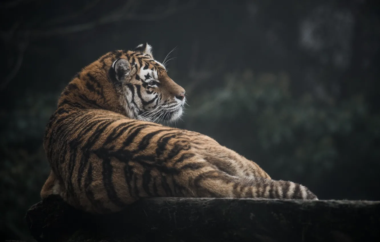 Фото обои полоски, тигр, отдых, хищник, профиль, мех, дикая кошка