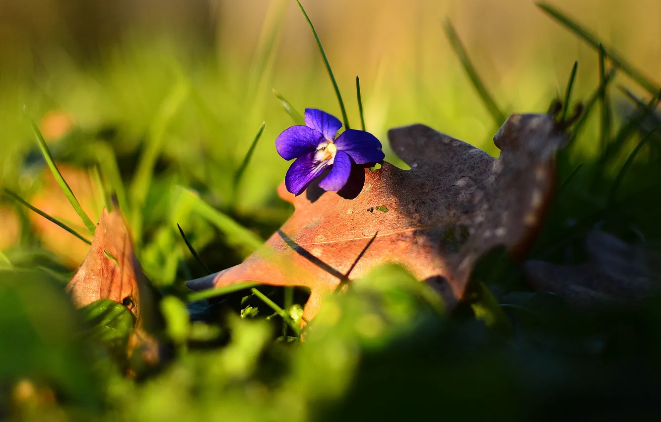 Фото обои цветок, трава, лесная, фиолетовая, виола, фиалка, осенний листок