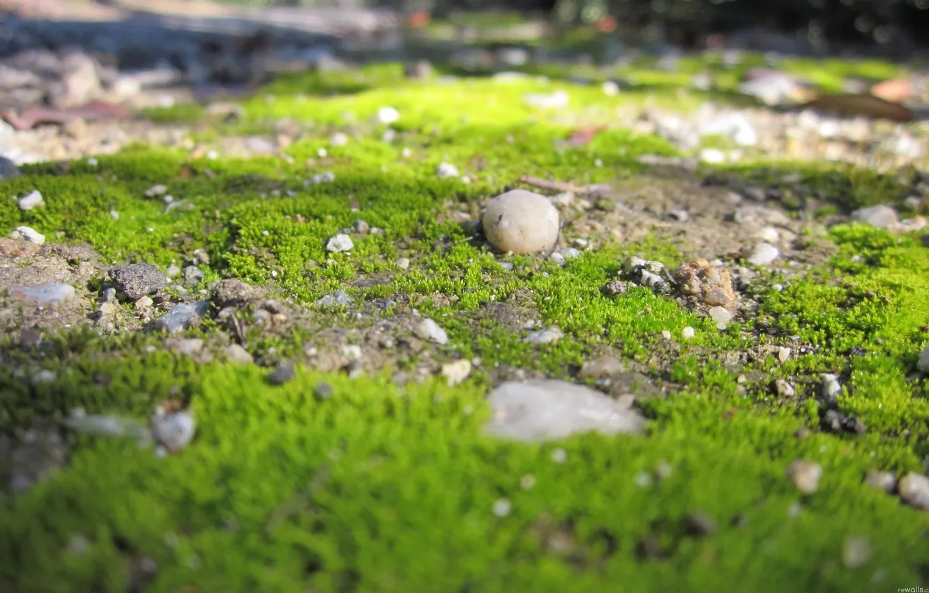 Фото обои зелень, трава, макро, природа, камни, земля