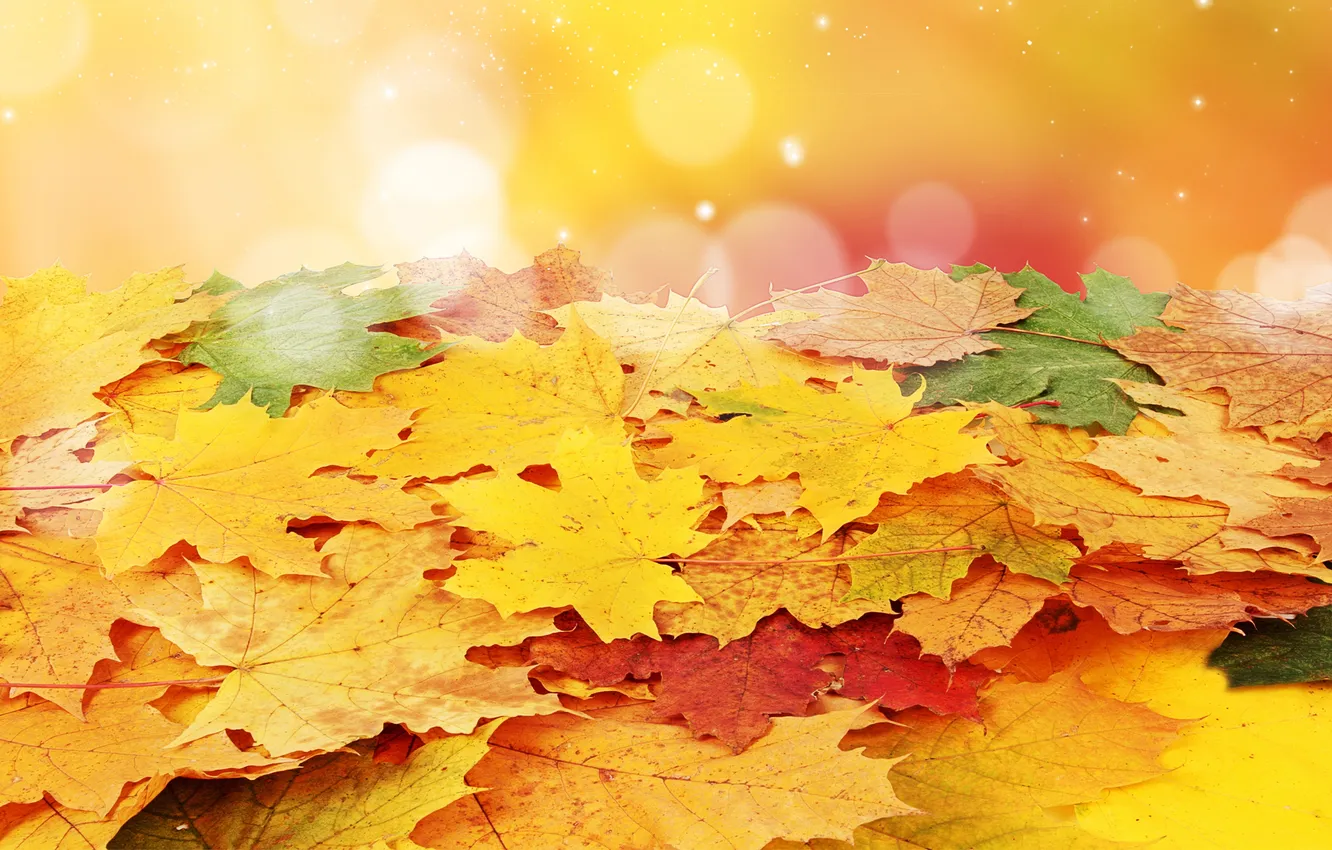 Фото обои осень, листья, прожилки