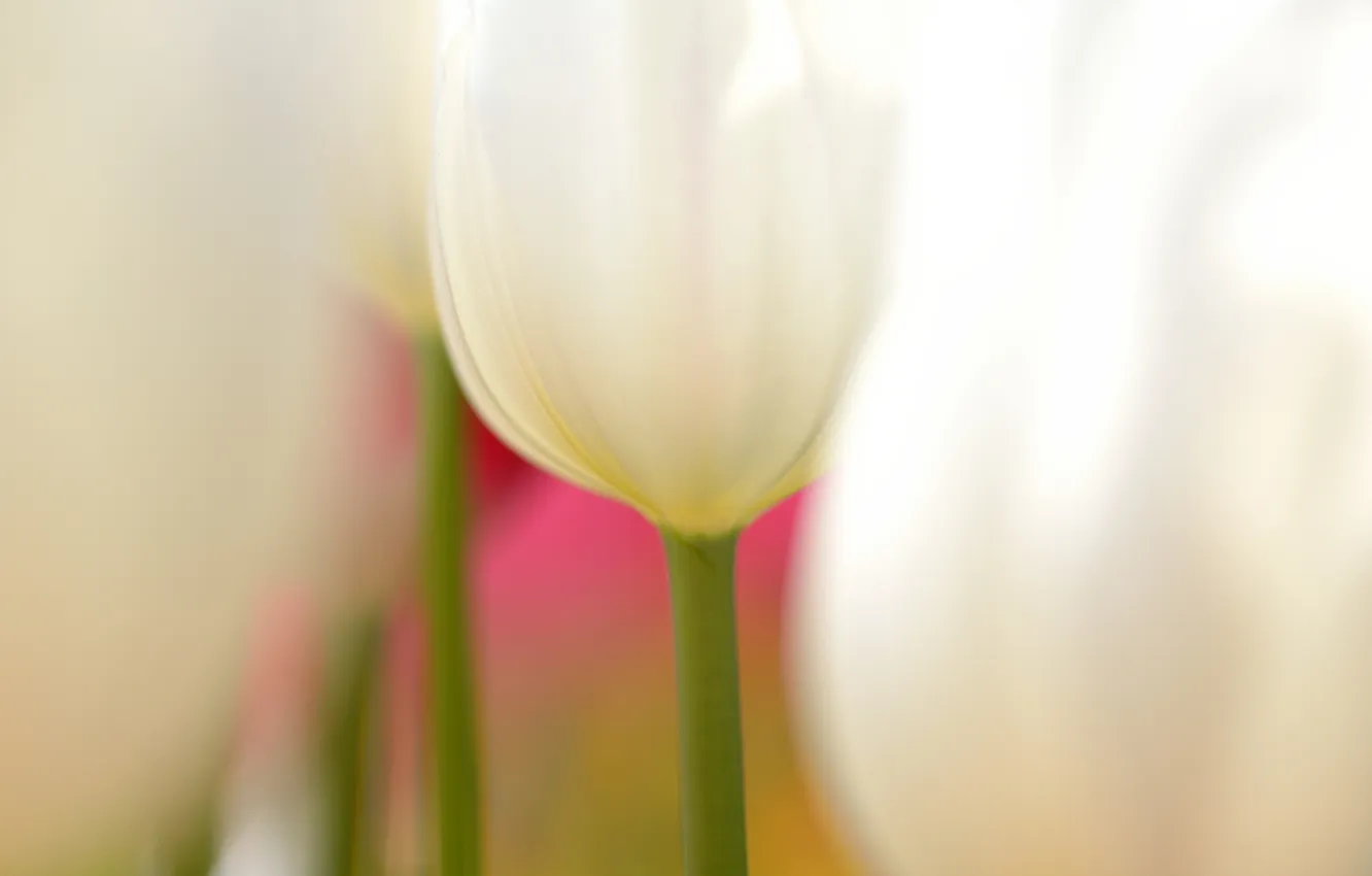 Фото обои макро, цветы, тюльпаны, белые