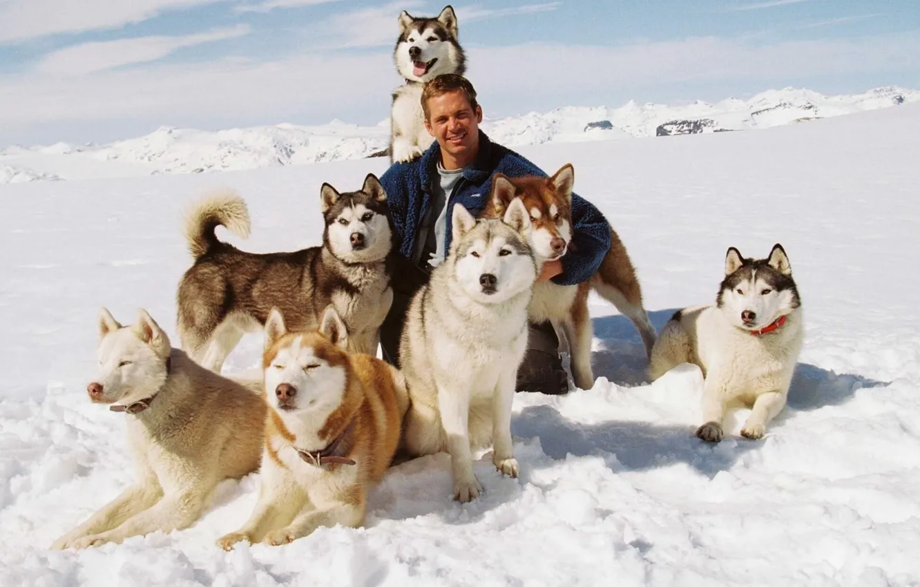 Фото обои Майя, Пол Уокер, Джек, Бак, Шорти, Дьюи, Макс, Eight Below