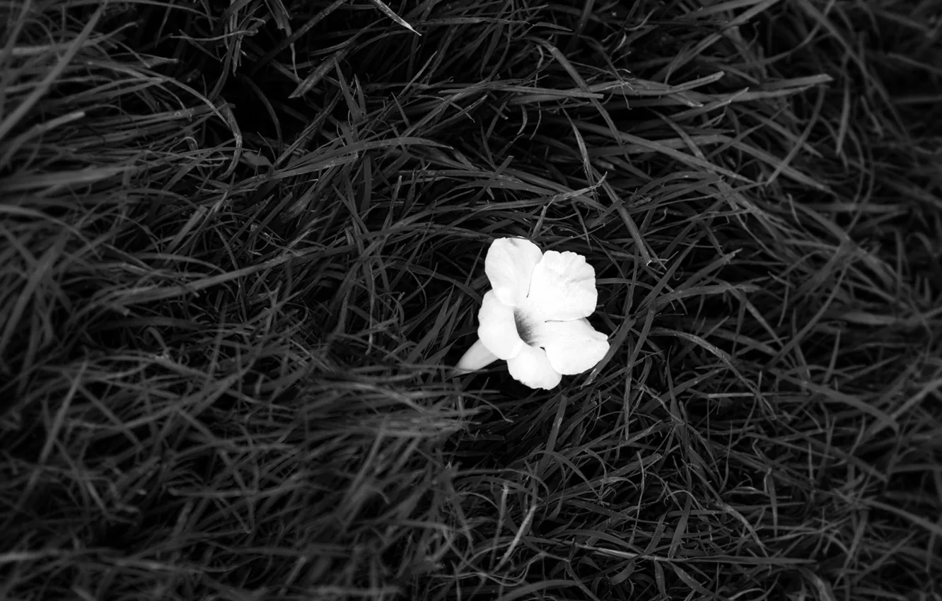 Фото обои белое, Цветок, черное