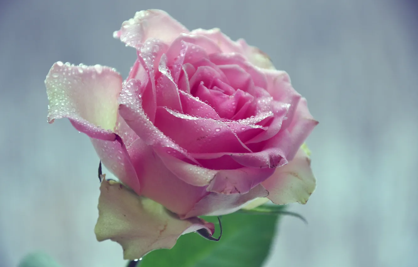 Фото обои цветок, листья, вода, капли, макро, фон, лепестки, розовая роза