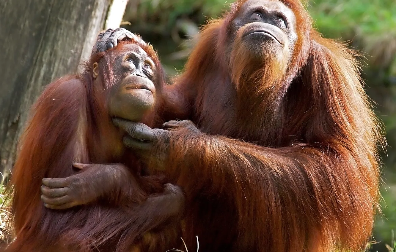 Фото обои park, orange, primitive, primate, orangutan, orangutang