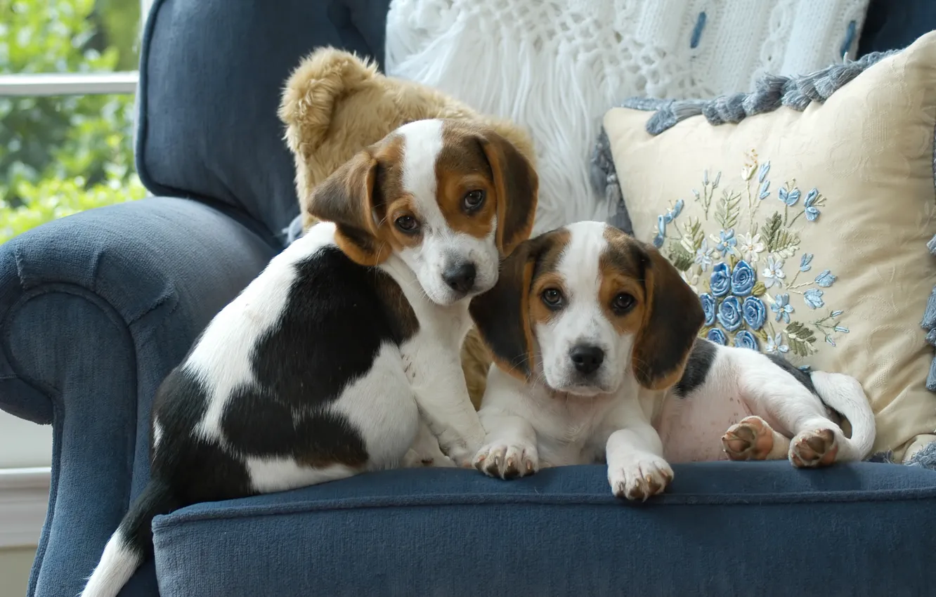 Фото обои собаки, голубой, кресло, подушки, щенки, пара, двое, два