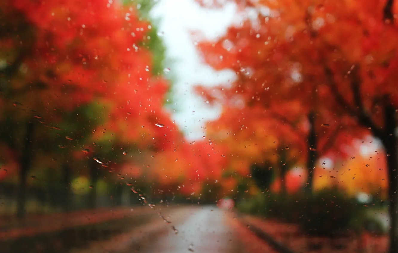Фото обои дорога, осень, стекло, капли, деревья, дождь, размытость