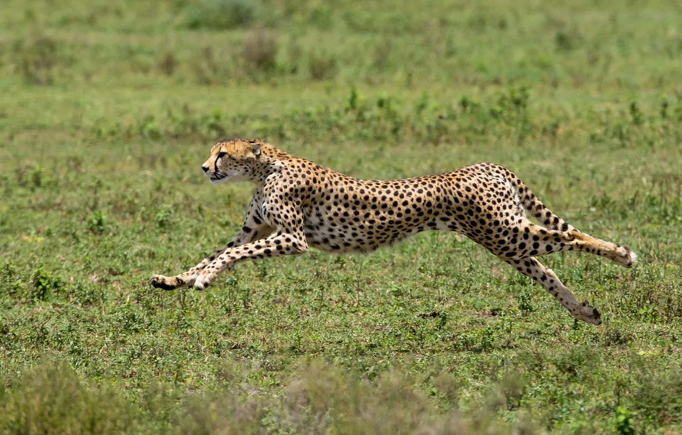 Фото обои predator, Cheetah, Africa, Acinonyx jubatus, big cat