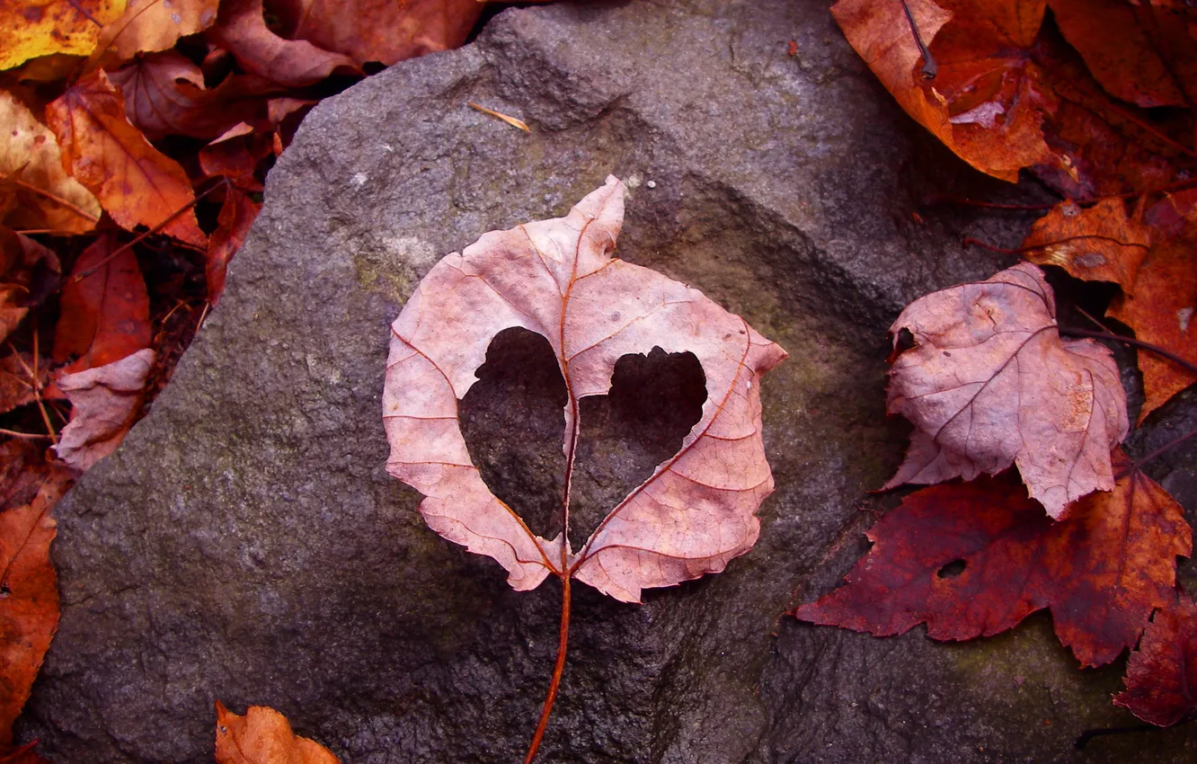 Фото обои осень, листья, любовь, лист, земля, камень, рамка, love