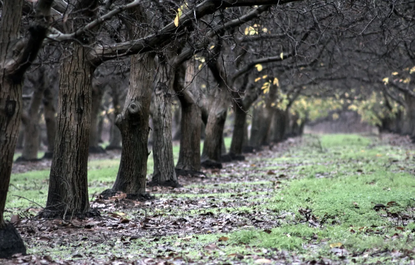 Фото обои осень, природа, сад