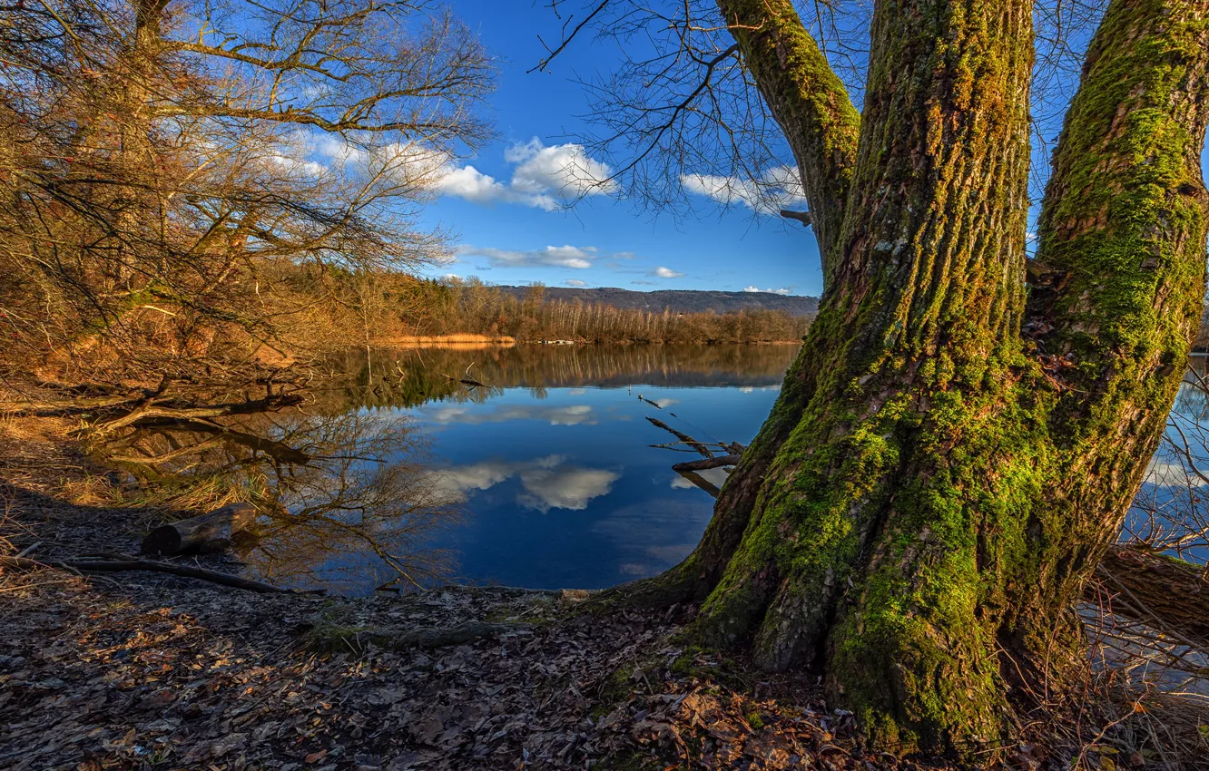 Фото обои осень, листья, деревья, ветки, синева, мох, весна, ствол