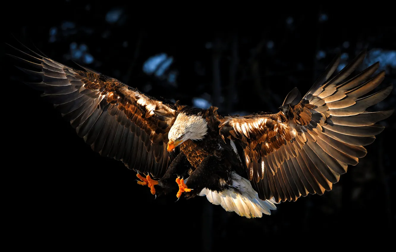 Фото обои птица, орел, крылья, eagle