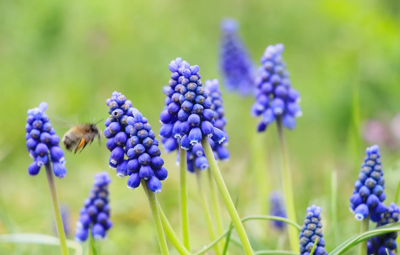 Фото обои flower, blue, spring