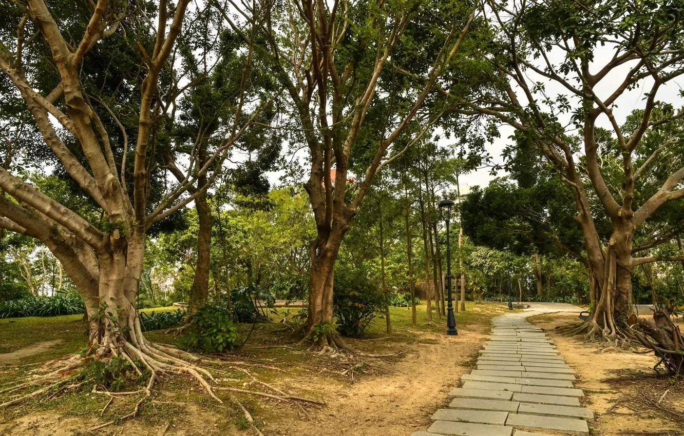 Фото обои деревья, парк, дорожка, Китай, Macao