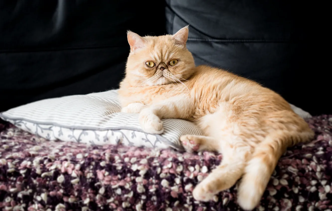Персидская кошка на диване