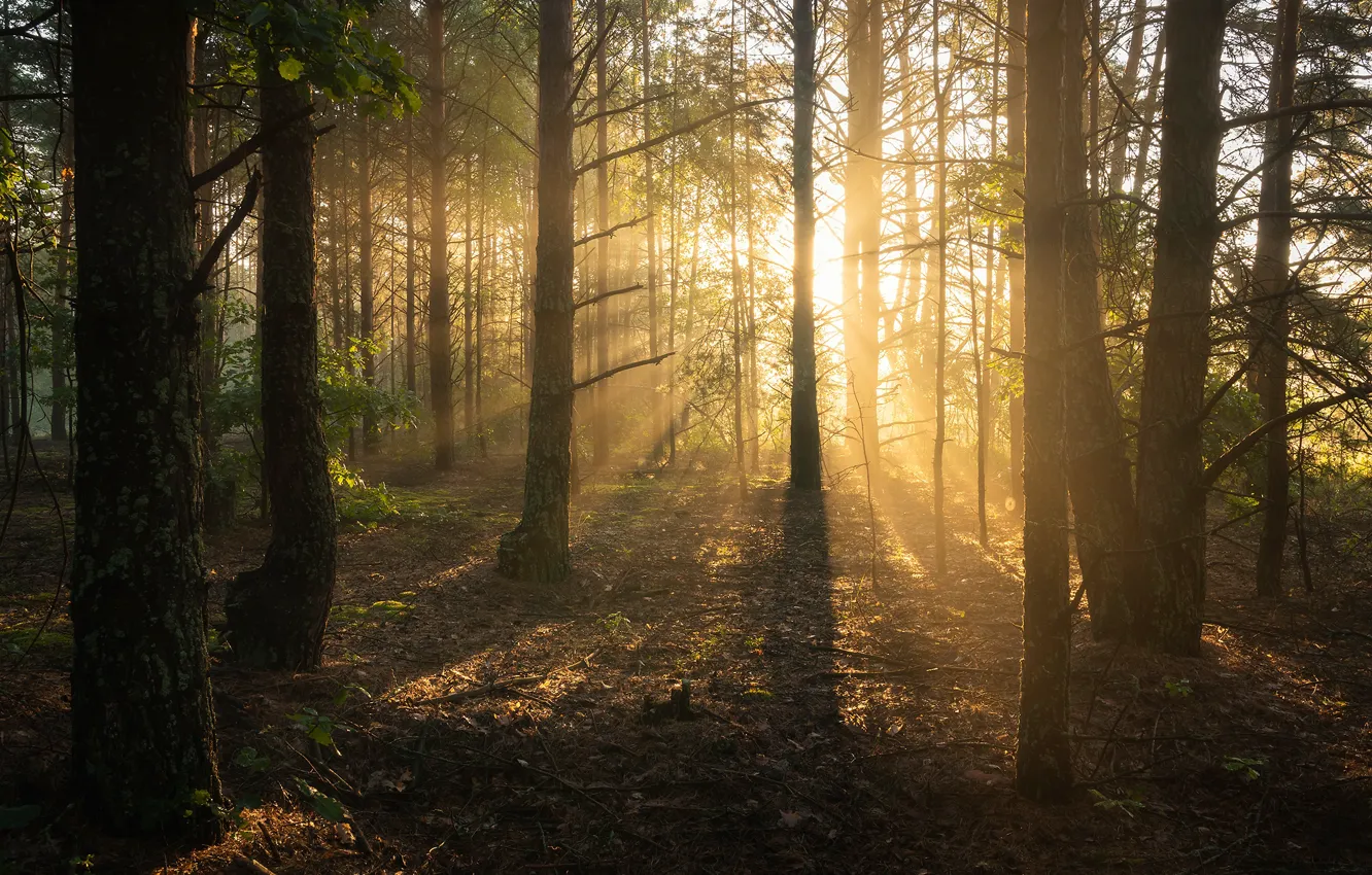 Фото обои лес, солнце, лучи, свет, деревья, туман, утро, сосны