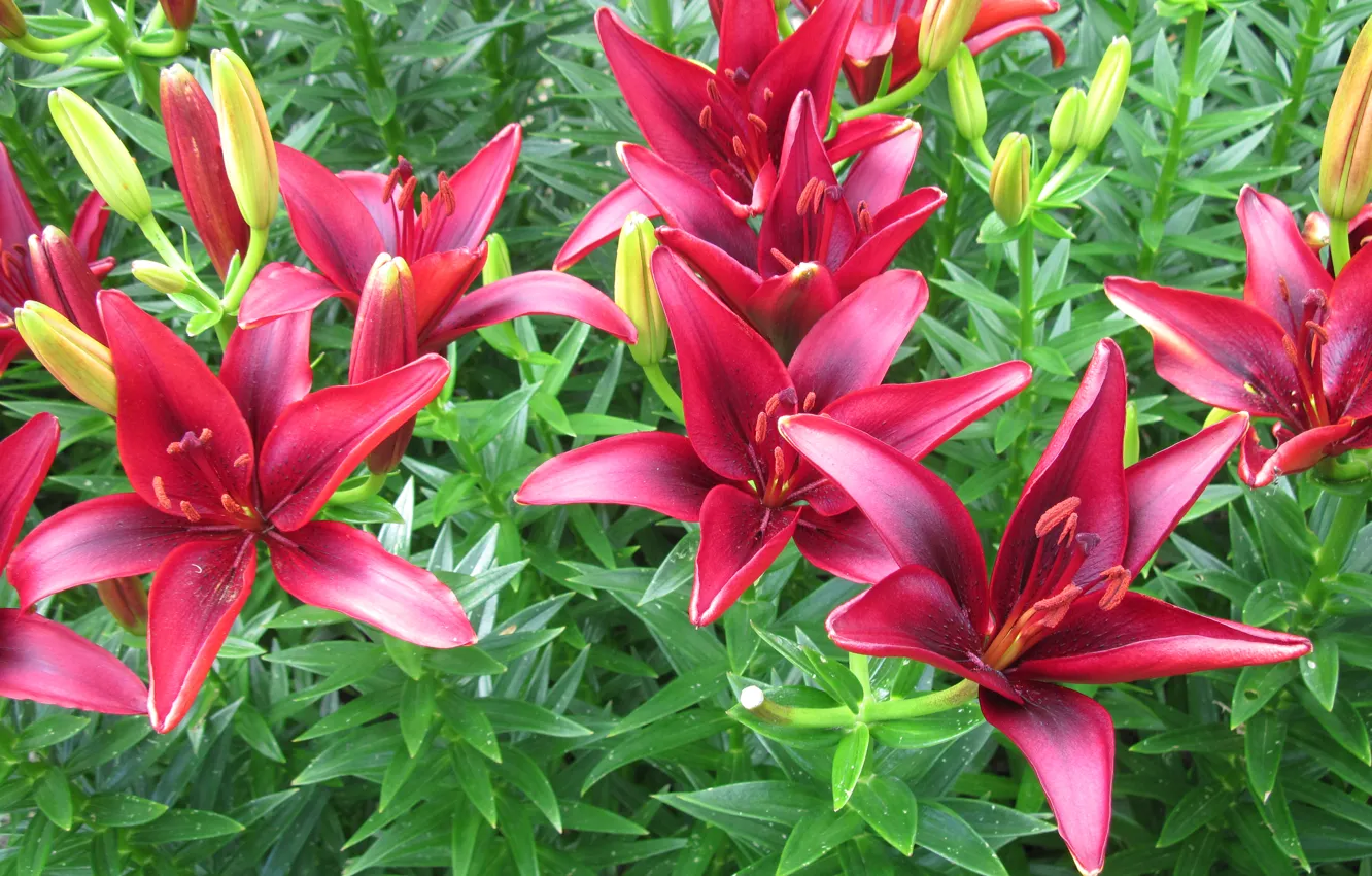 Фото обои листья, природа, лилии, лепестки